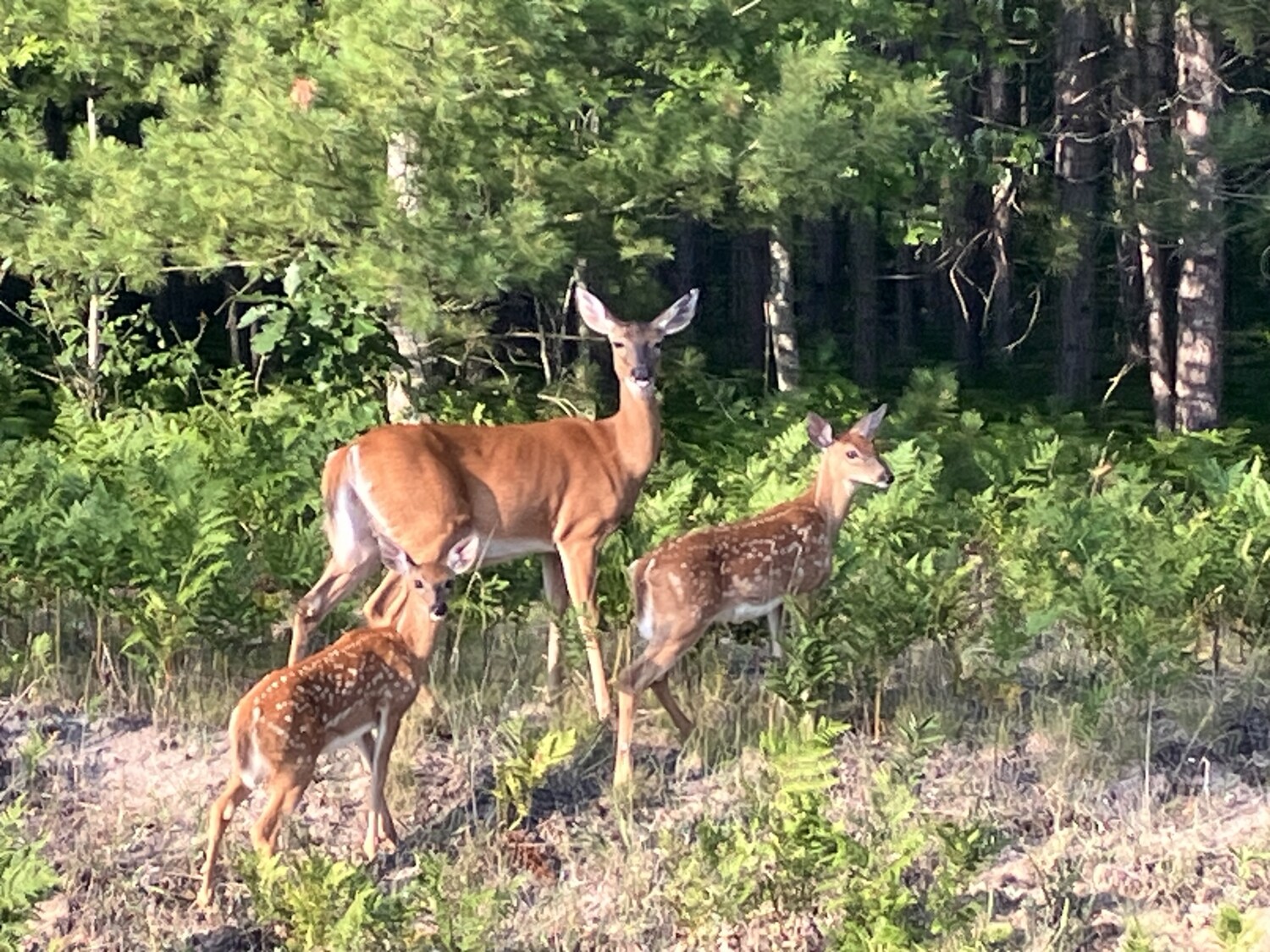 Mommy & her babies 🥰