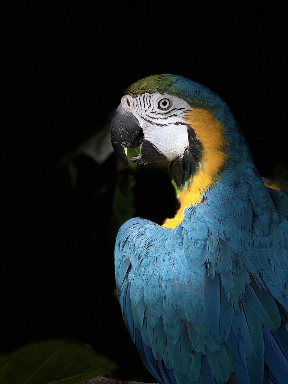 My beautiful bird