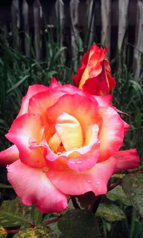 Rose after the rain