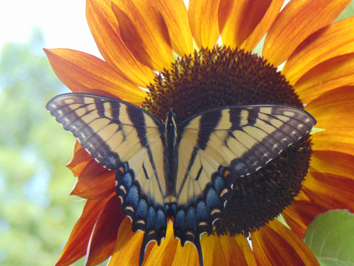 Butterfly on sunflower