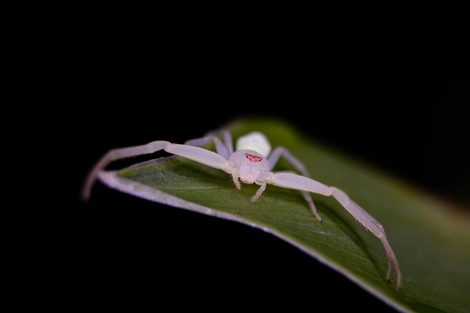 Crab Spider