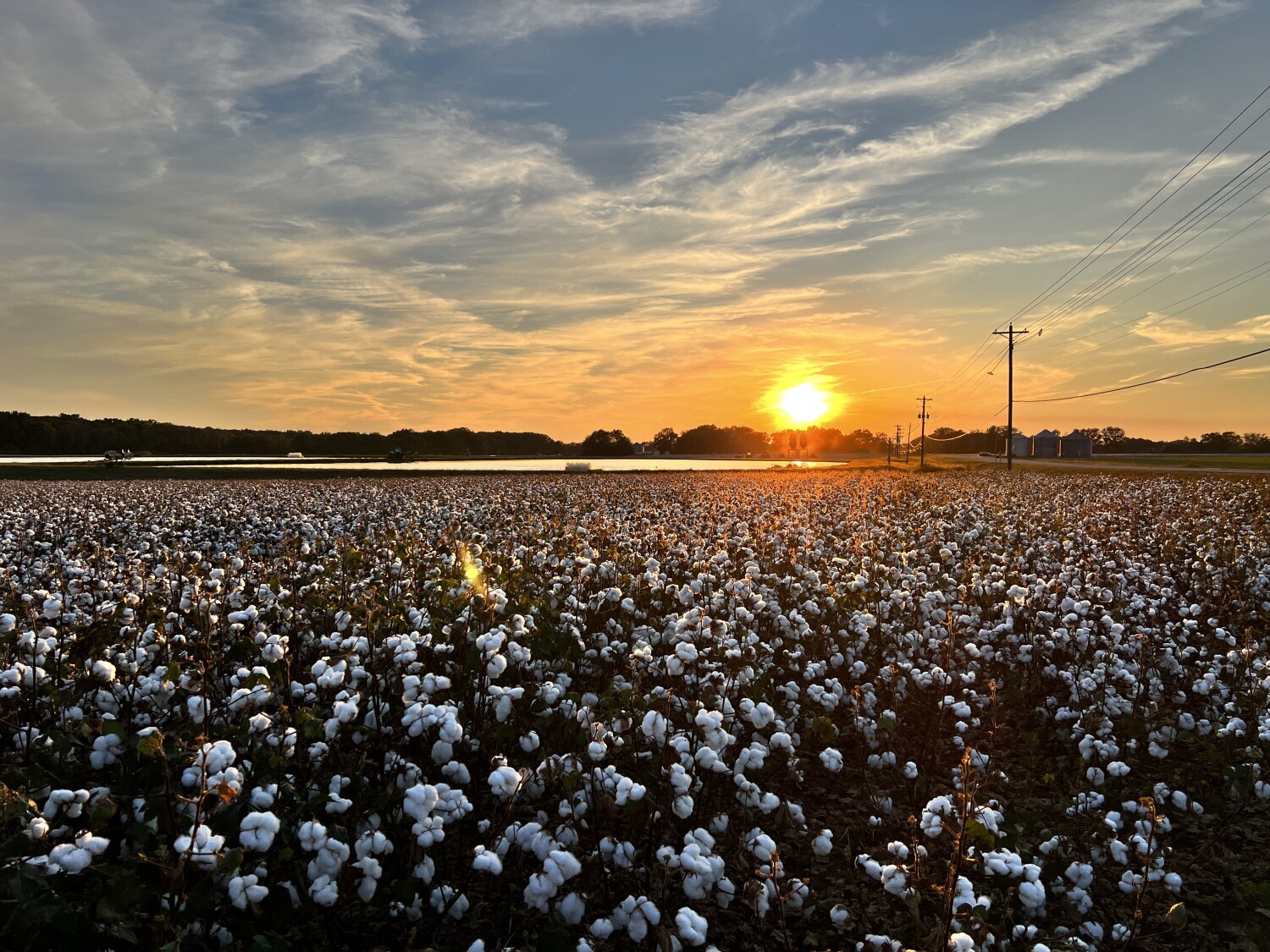 Cotton sunset