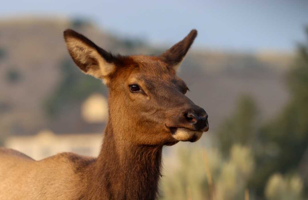 Mama searching for babe.