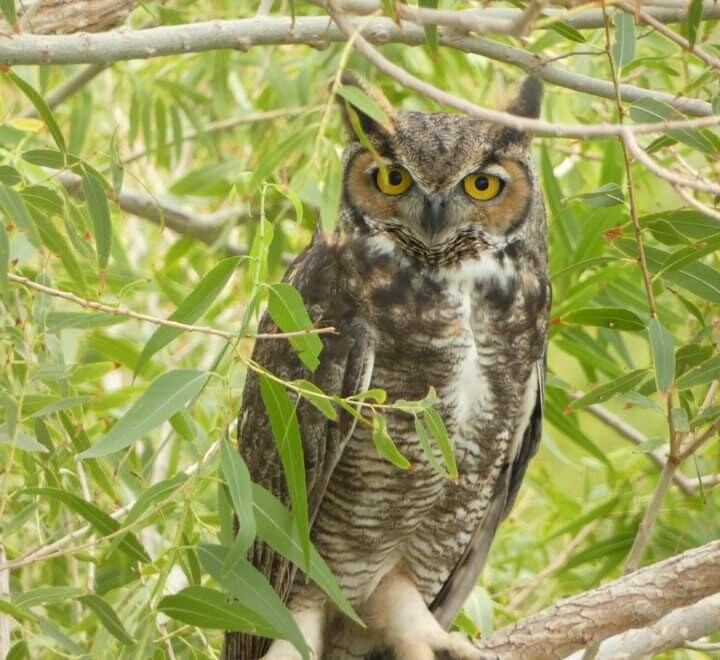Great horned owl in Nevada