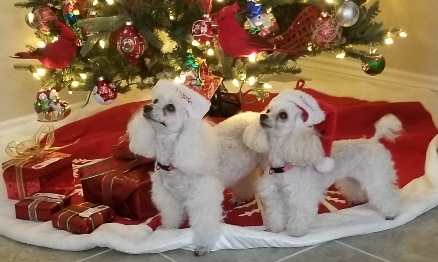 Peaches and Sandee Christmas Wishes