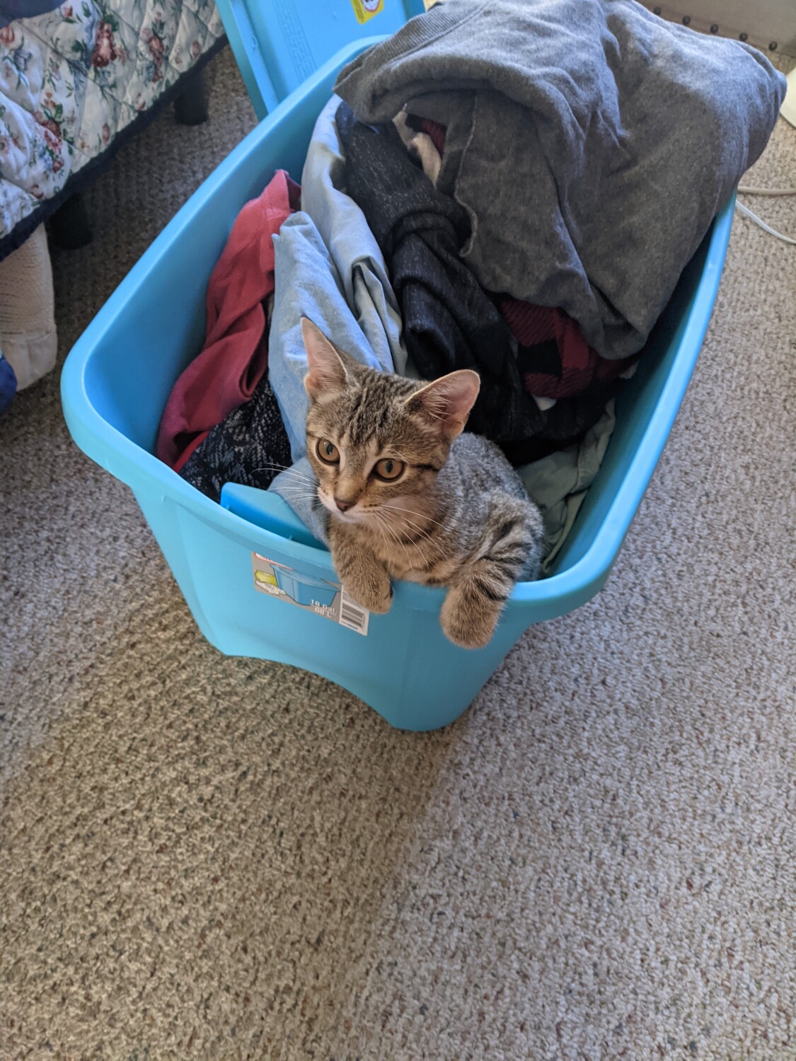 Bella helping me do wash