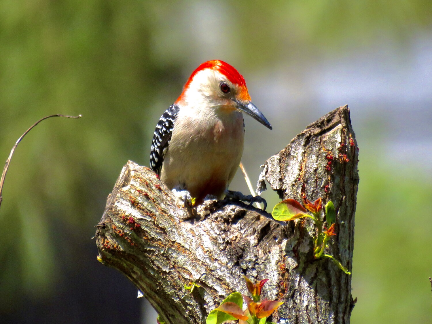 Red bellied Woodpecker