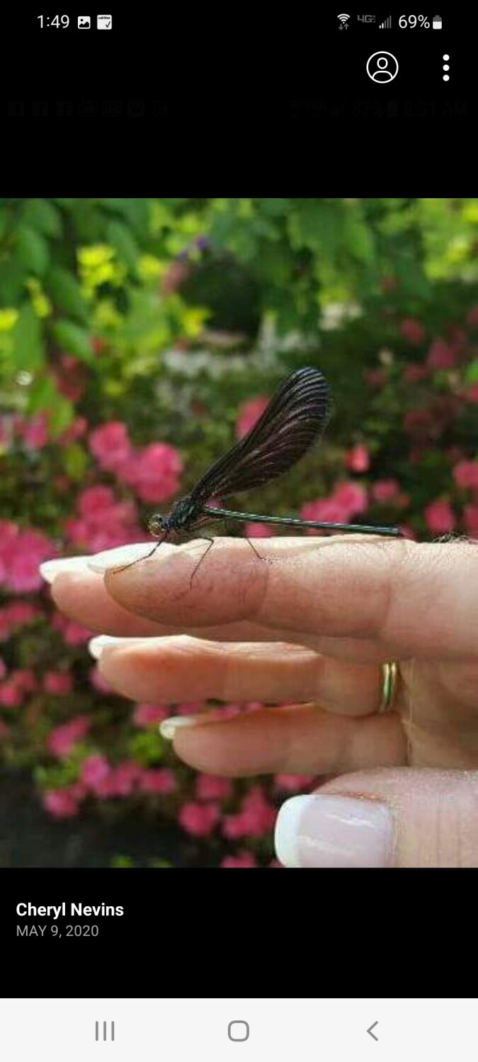 Dragonfly