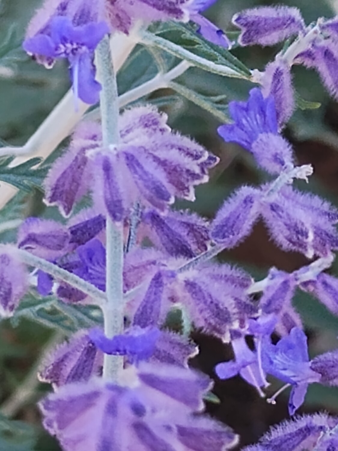 Purple Sage