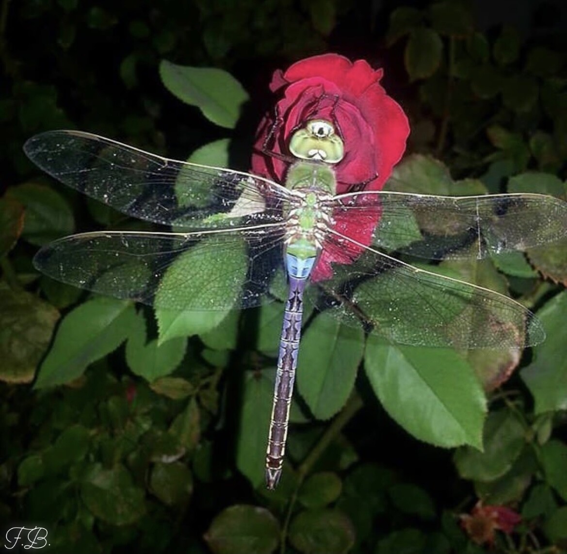 Rest on a rose bud, dragonfly dreams.