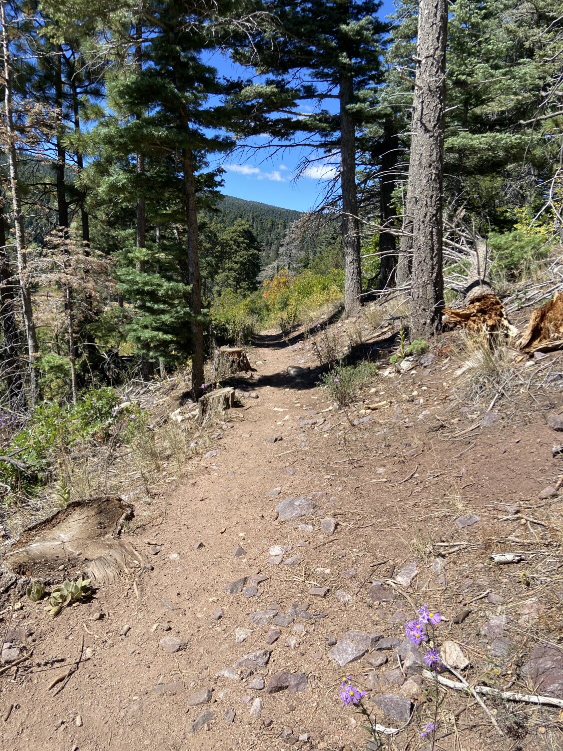 The Trail