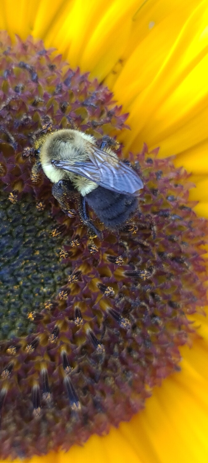 Busy Bees and her honey