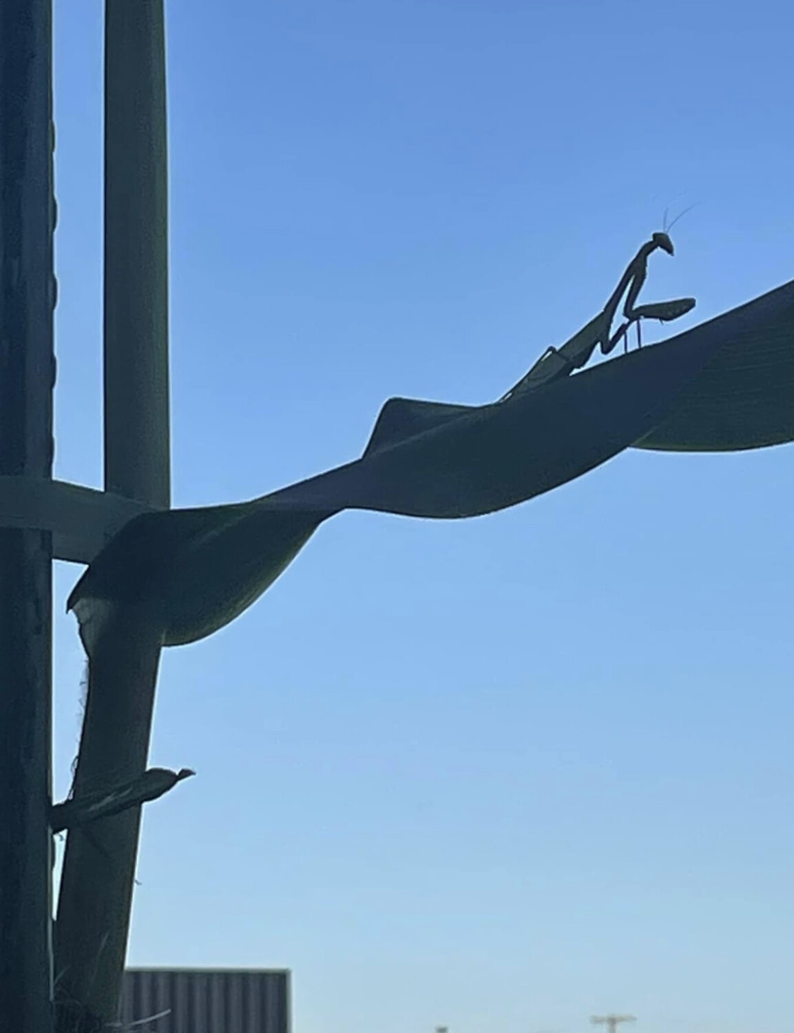 American farm watchman