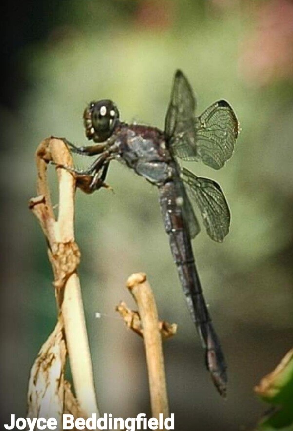 Dragonfly