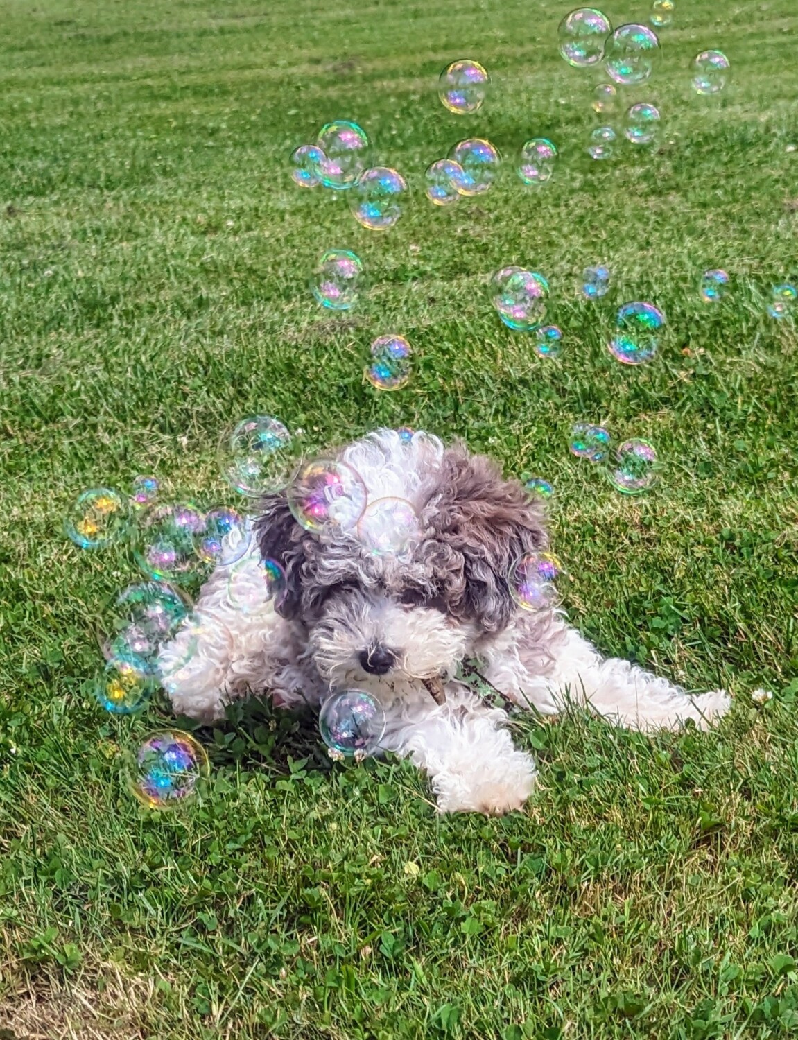 Bubble fun