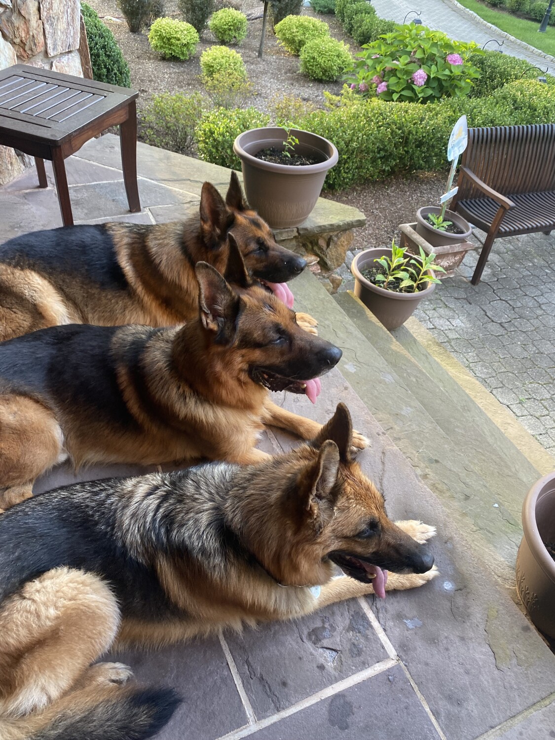 3 beautiful German Sheppard