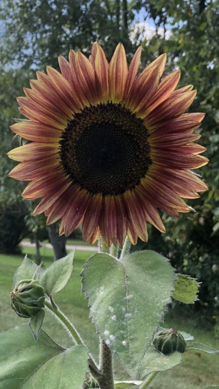 Sunflower