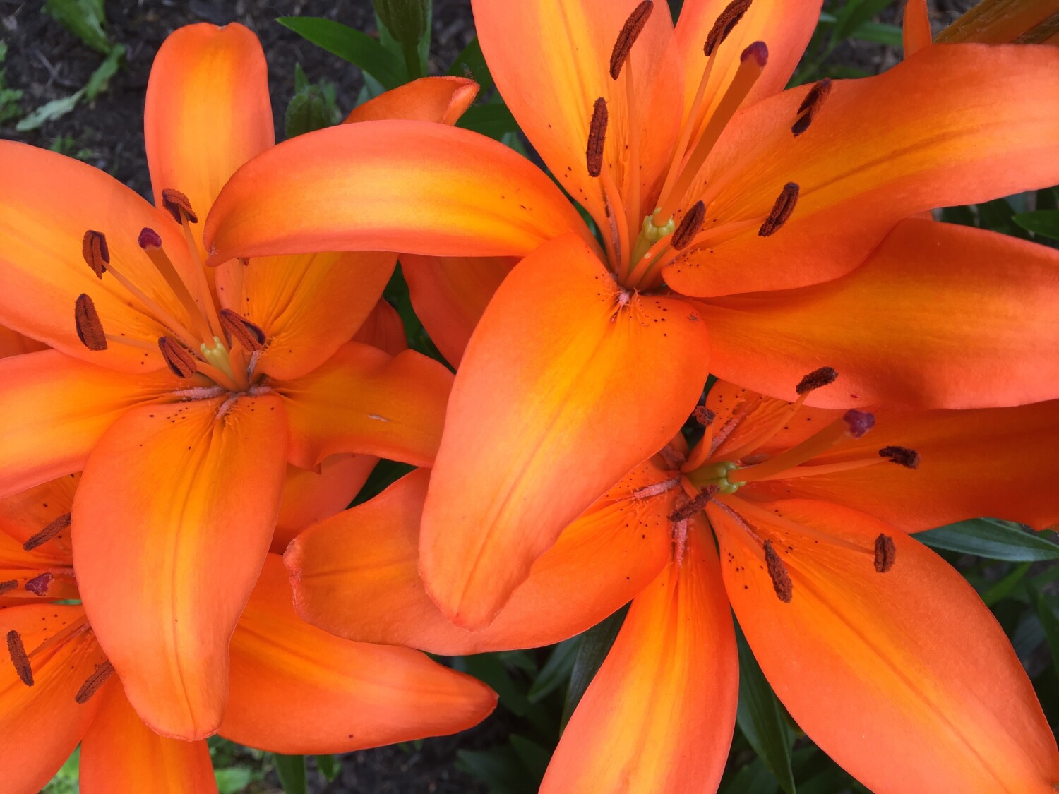 Orange Lilies