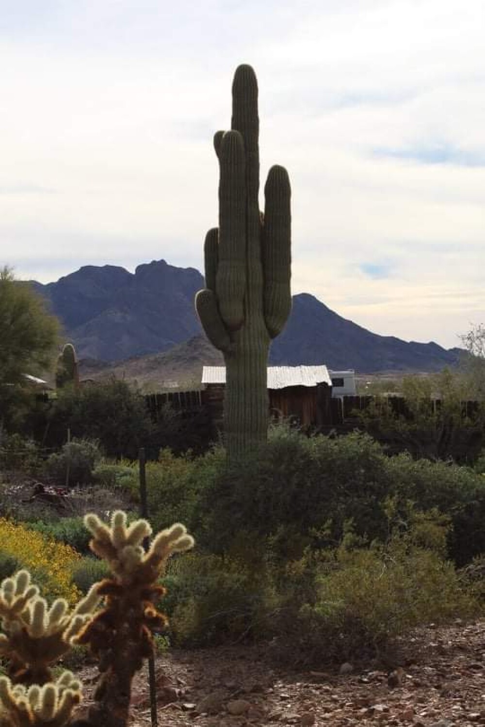 Giant cactus Yuma Arizona