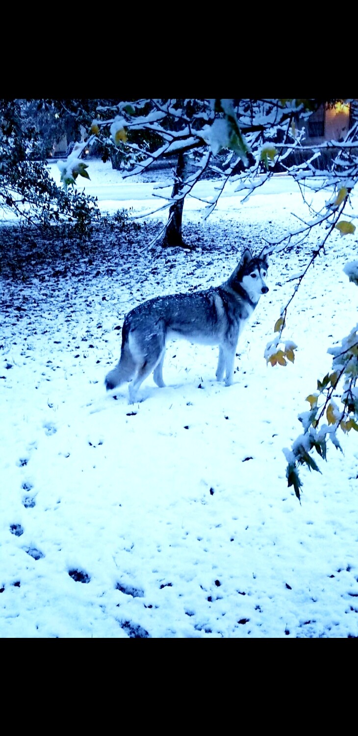 Roxanne in the sneaux