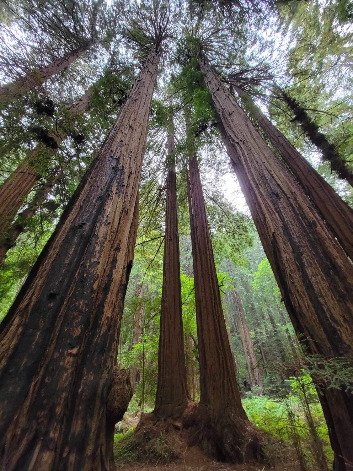 Towering Red Woods in the Muir Forrest.