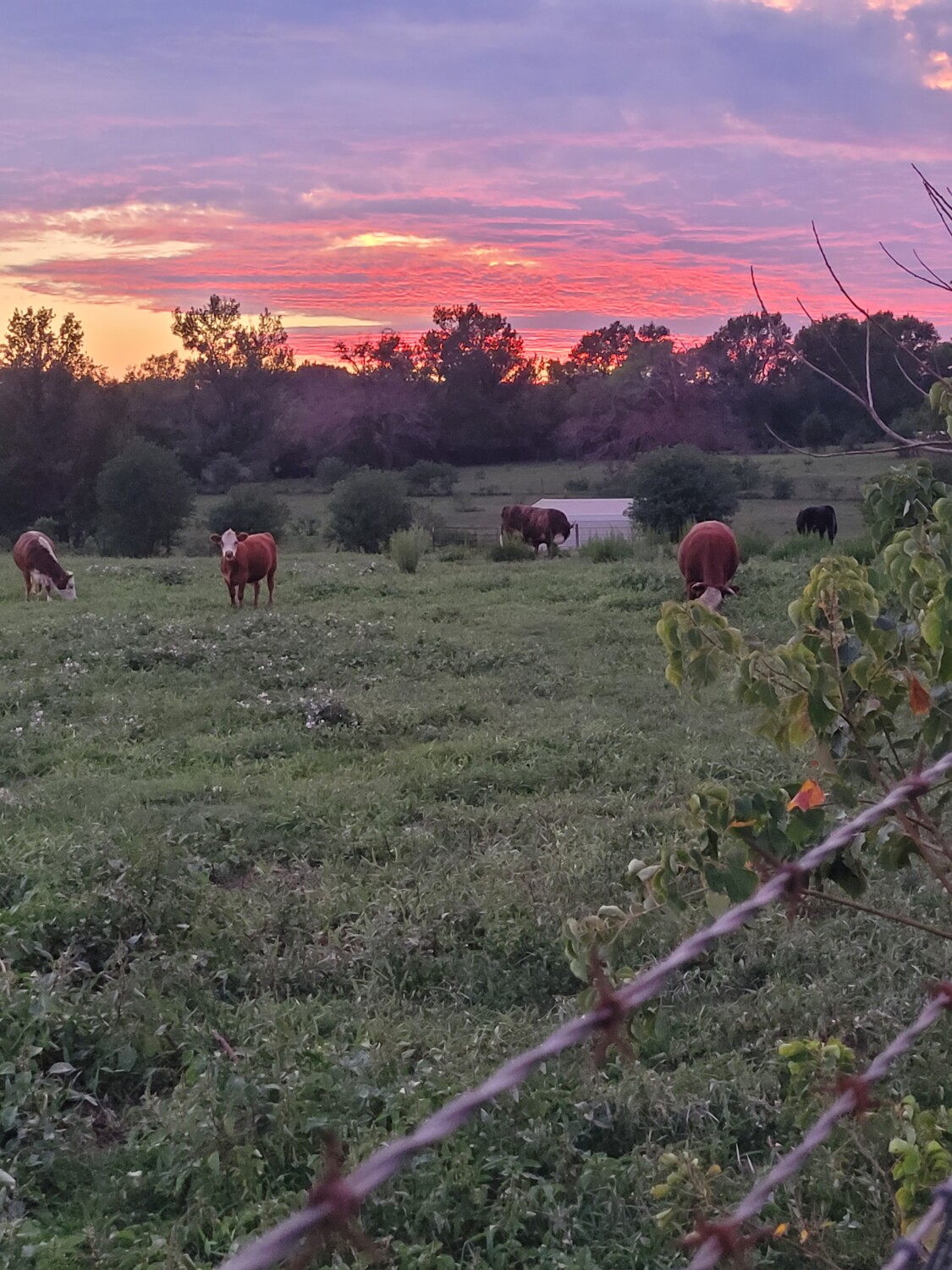 Sunset on the farm