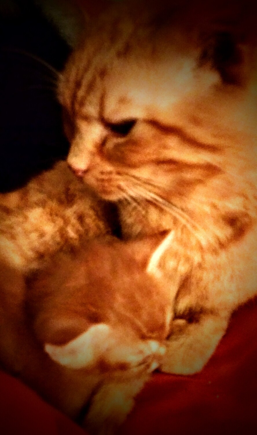 Father and son bonding