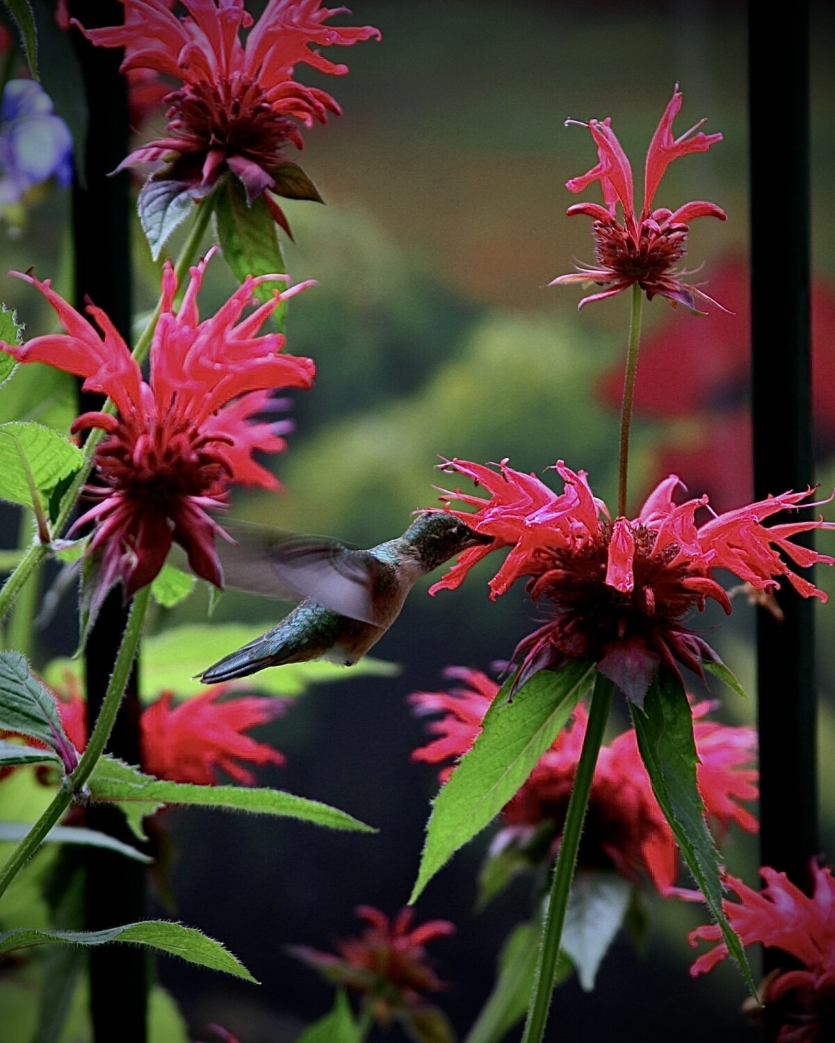 Hummingbird in Colorado