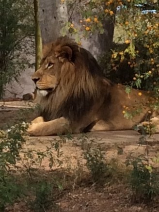 Regal Lion at rest