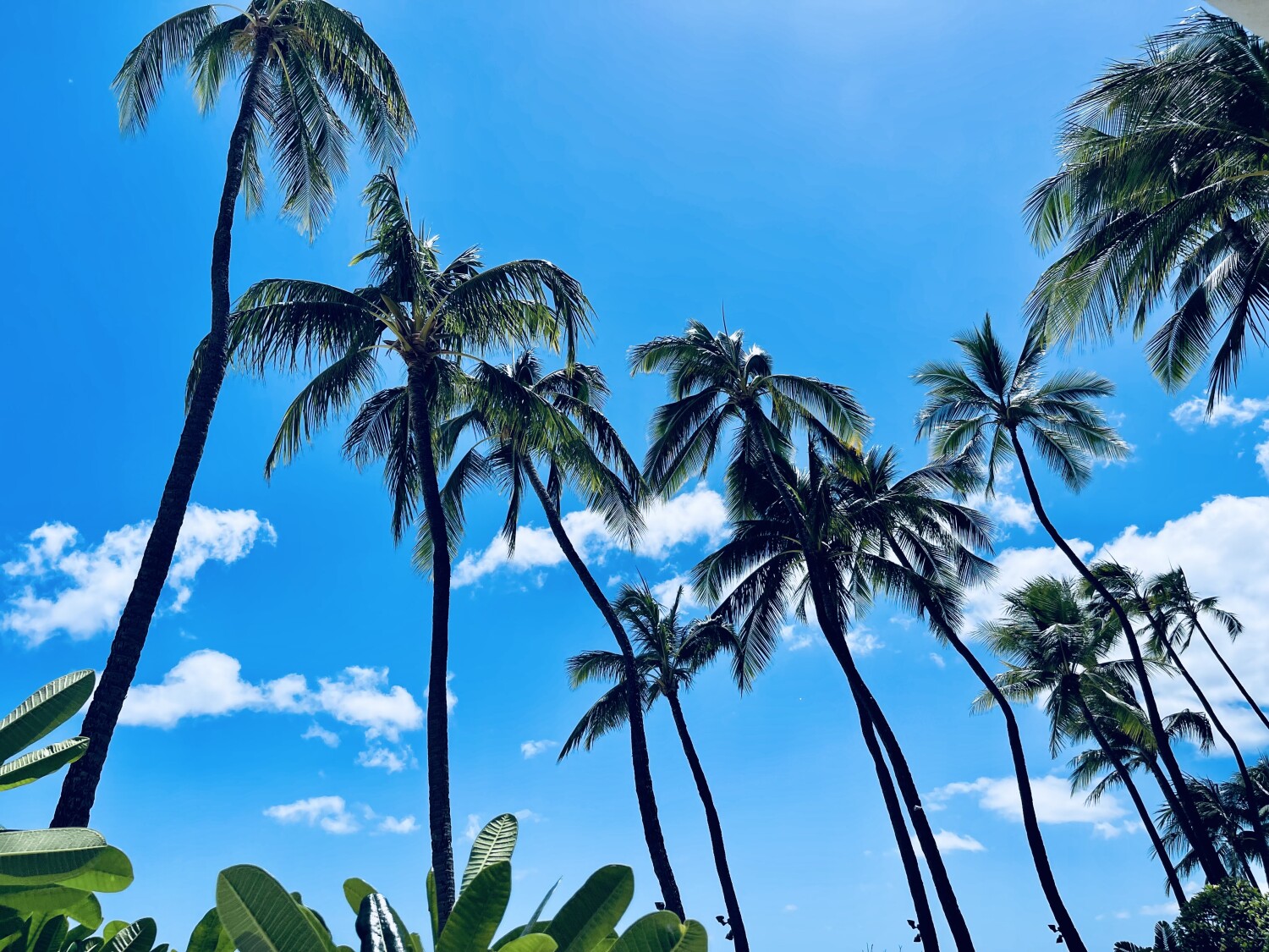 Swaying Hawaiian Palm Trees 🌴