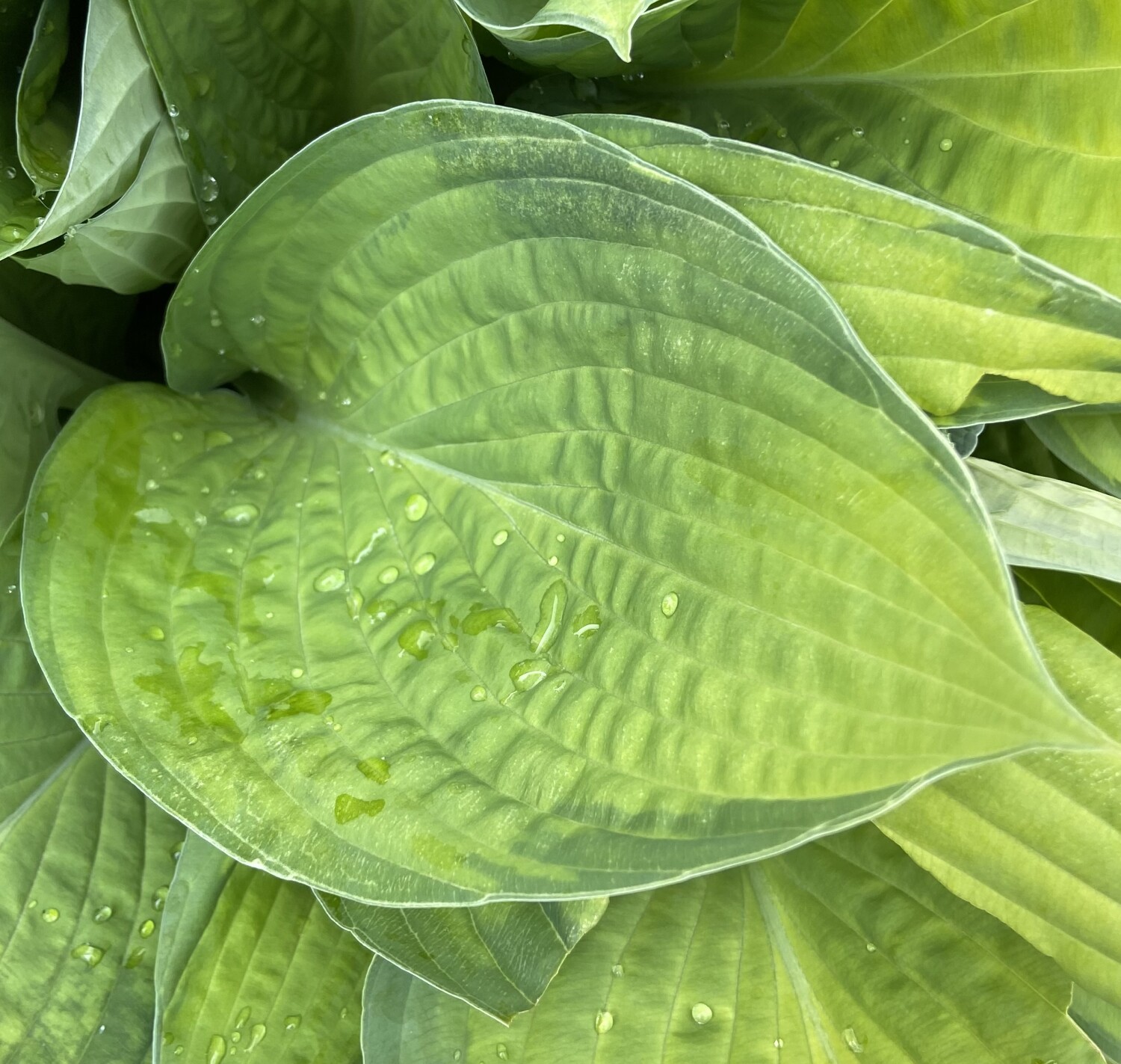 Hosta