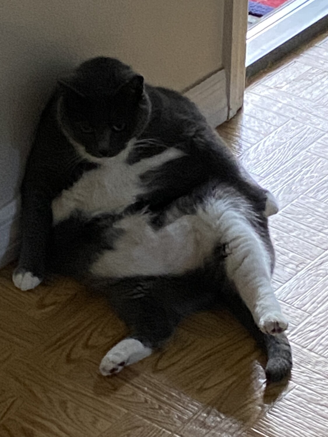 Fat Cat Trixie