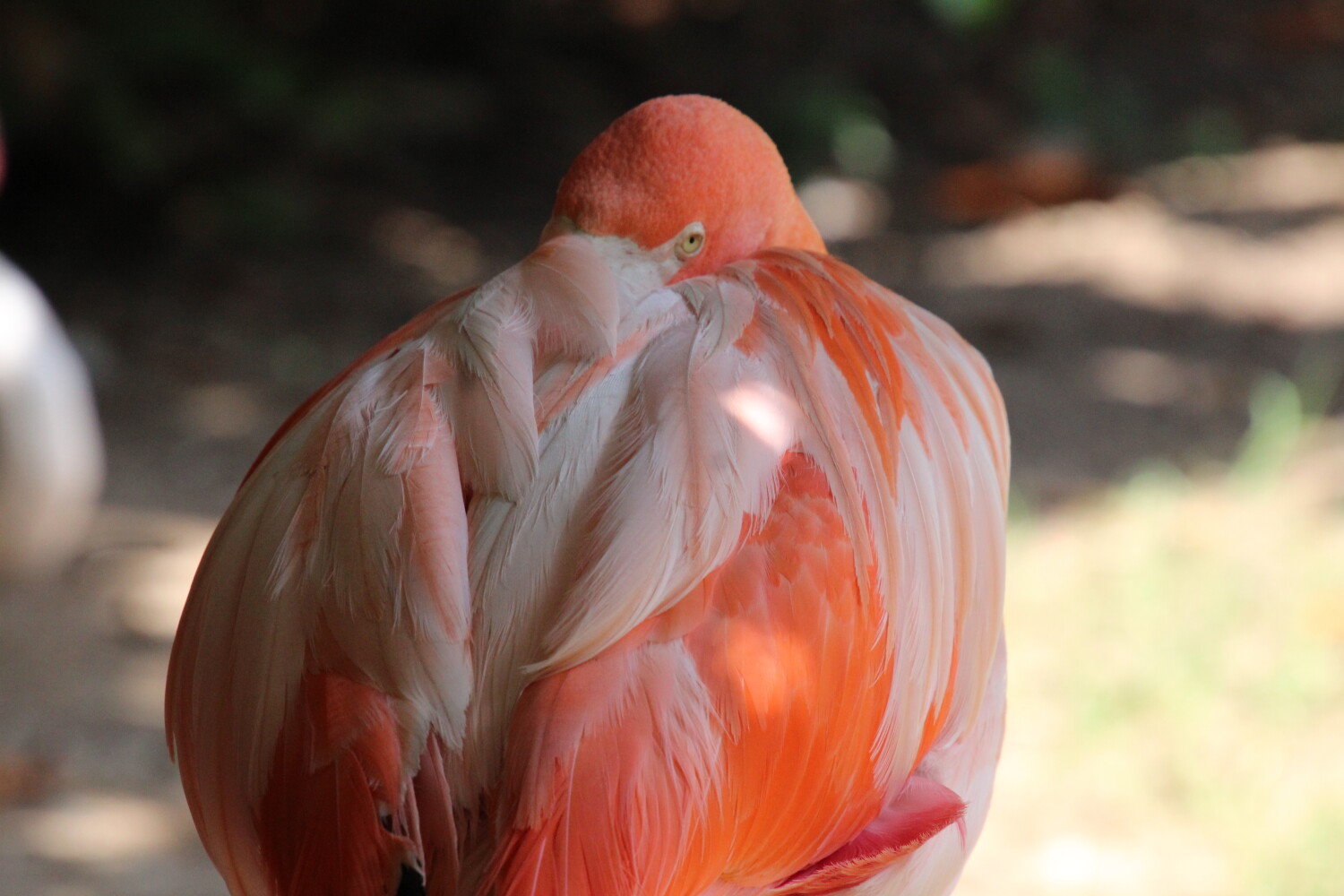 Shy Flamingo