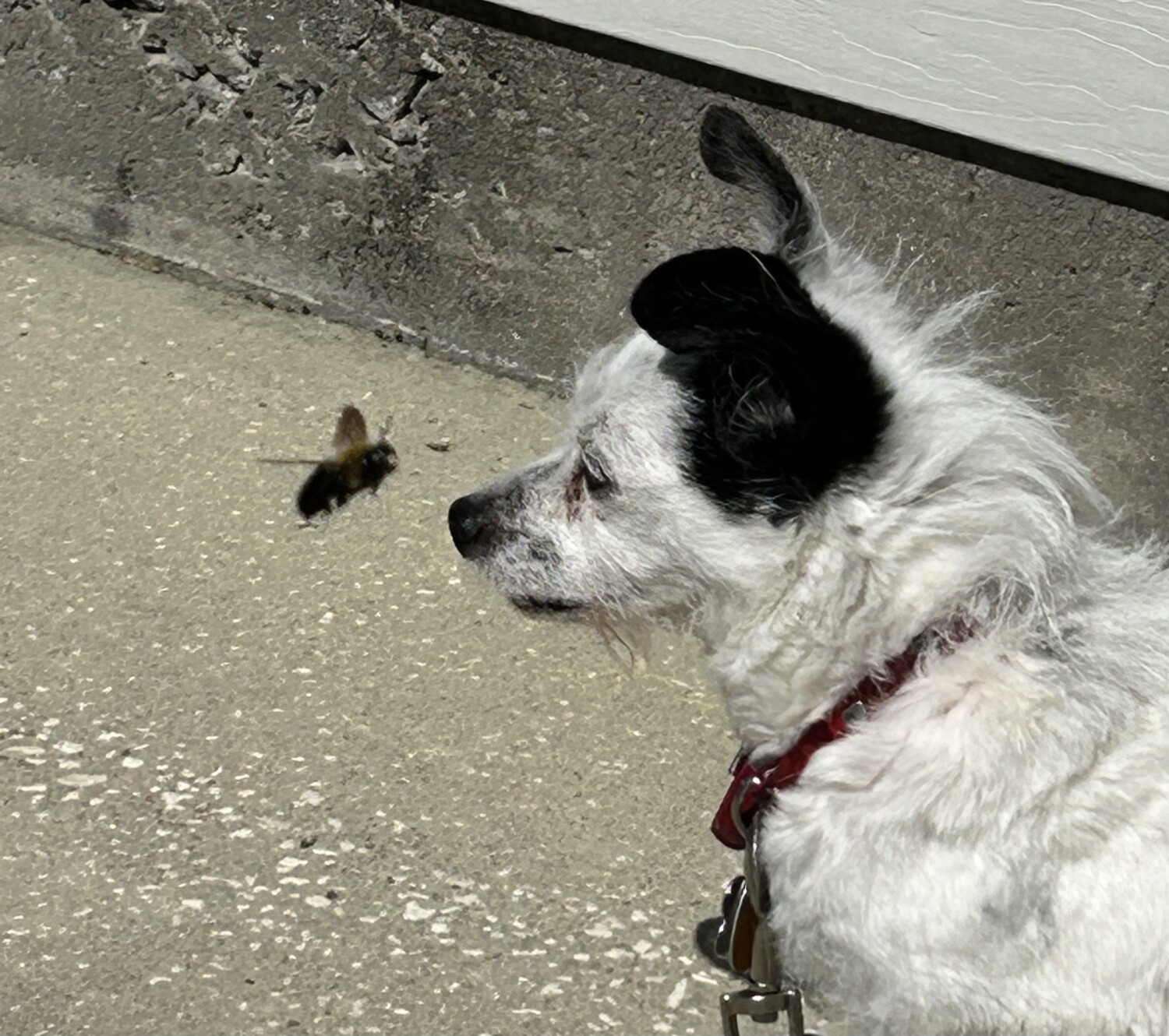 Max Meets A Bee!