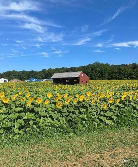 Sunflower Fields