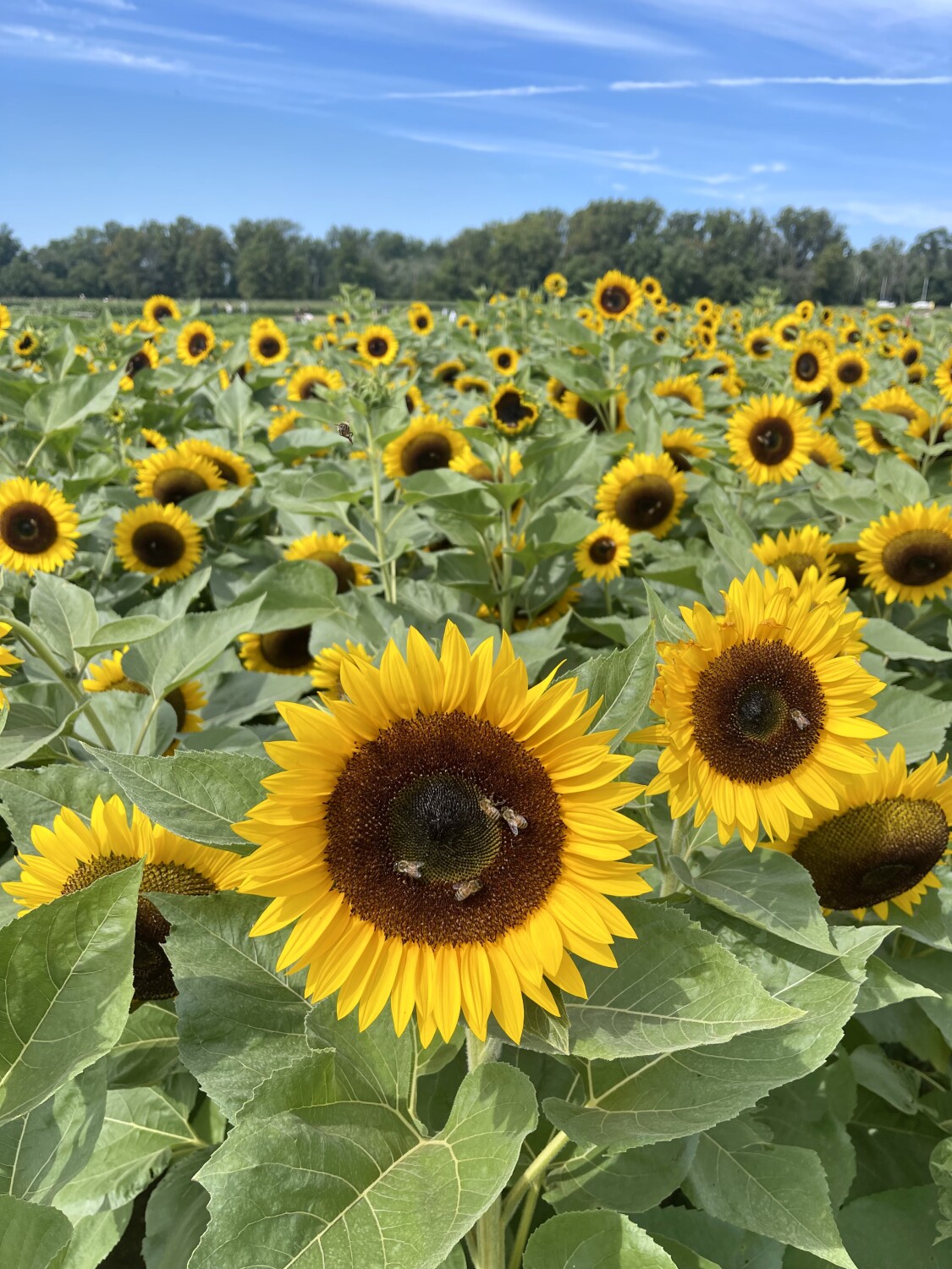 Sunflowers from New Jersey