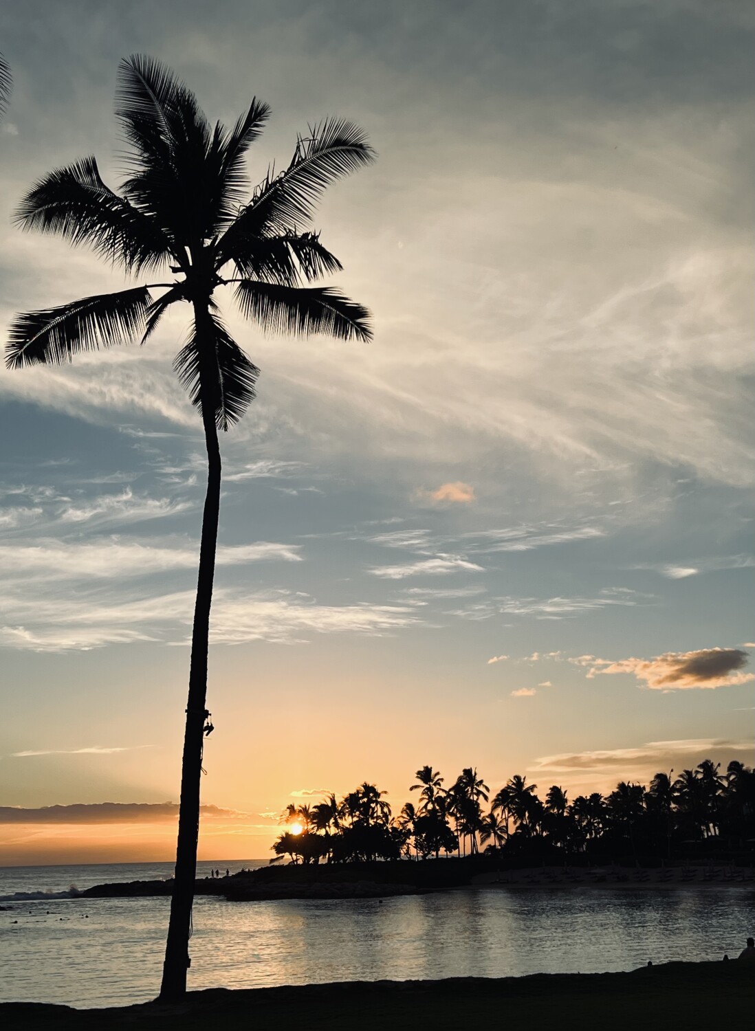 Sunsets and palm trees