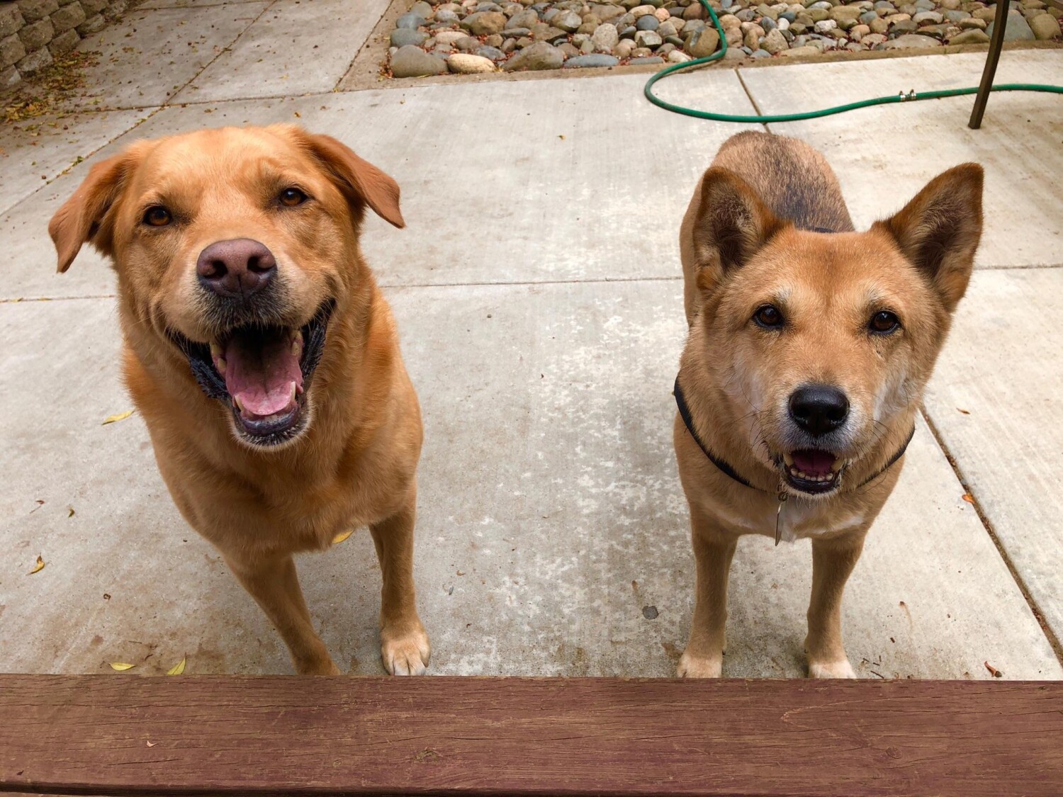 Charlie and her lil cousin Spike