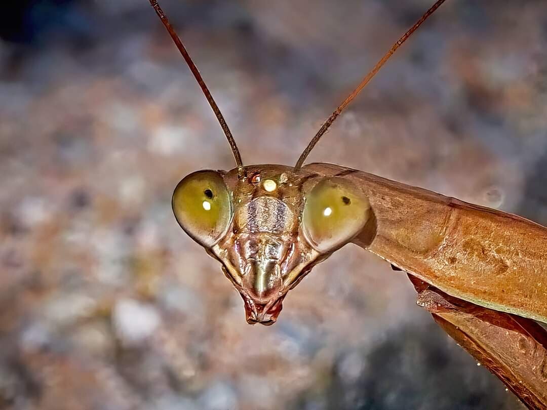 MANTIS!!!