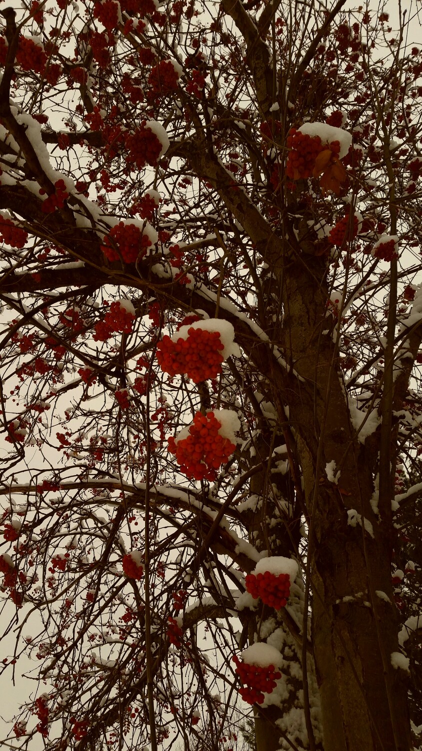 Snow berries