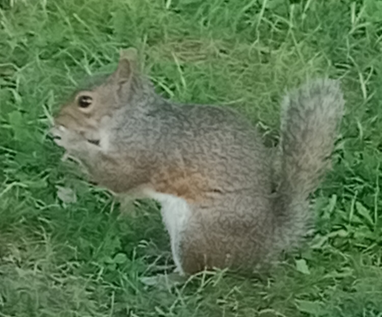 Squirrel in the yard
