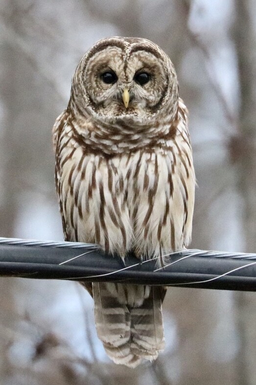Barred Owl