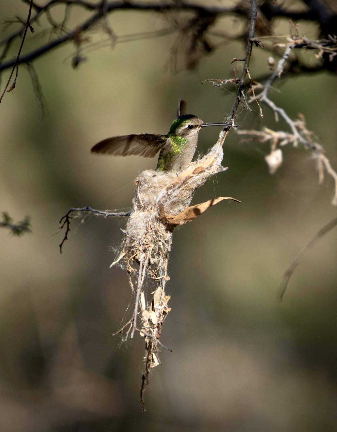 Female Broad-billed hummingbird