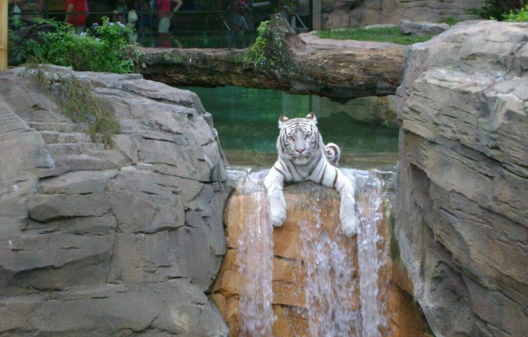 White Tiger