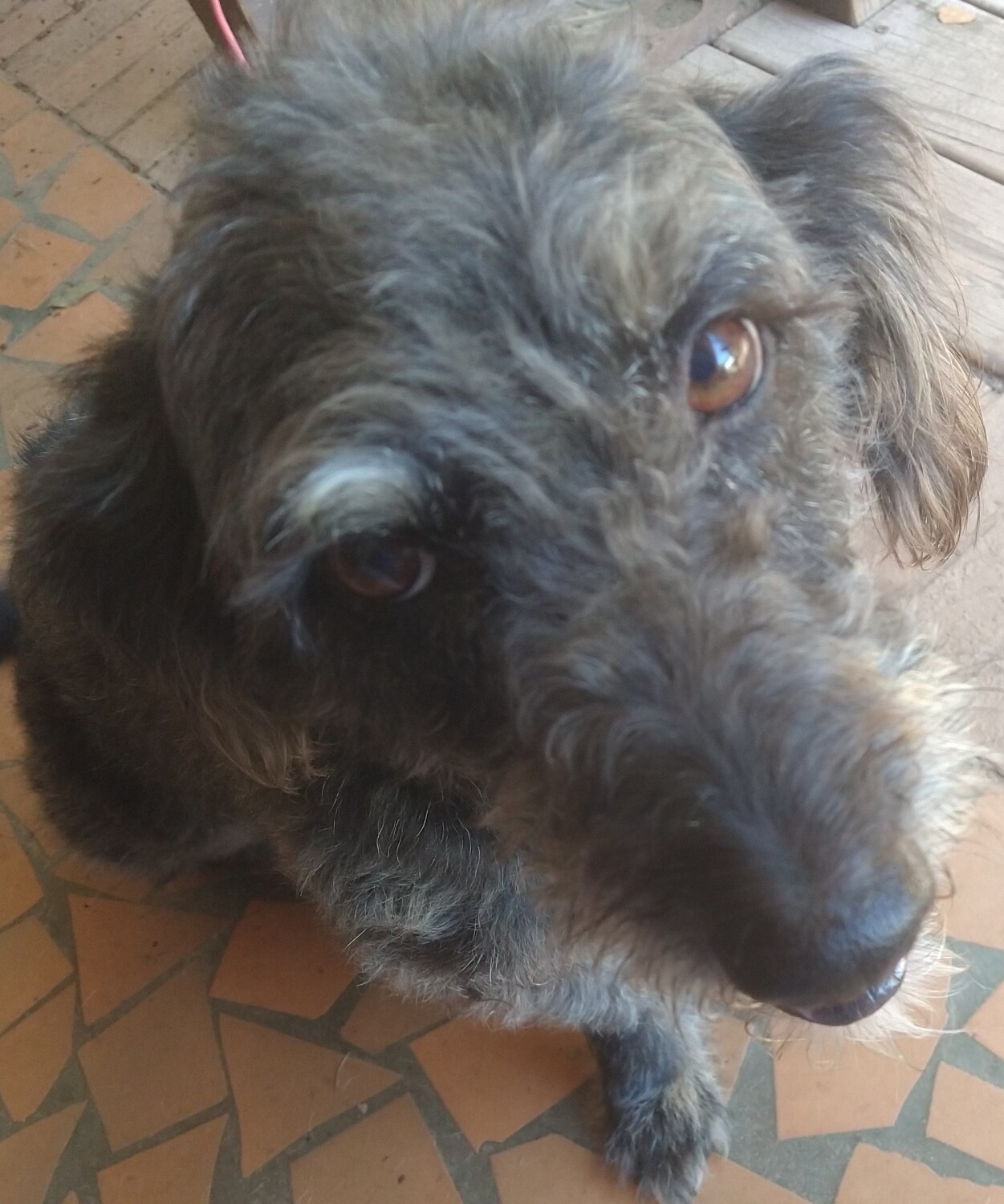 Lucky's 9th birthday 9-4-2023