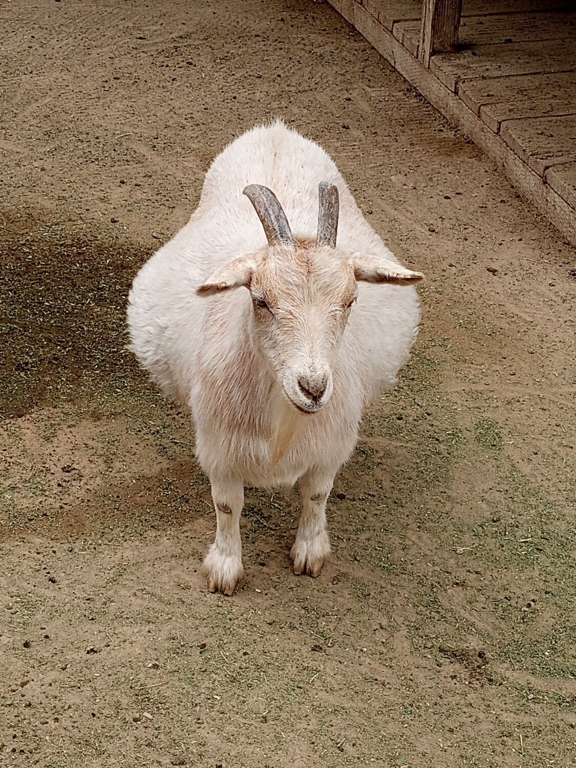 Chonky goat