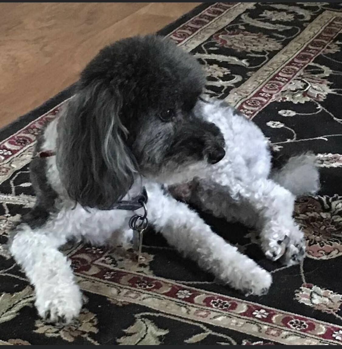 Buddy, our first dog