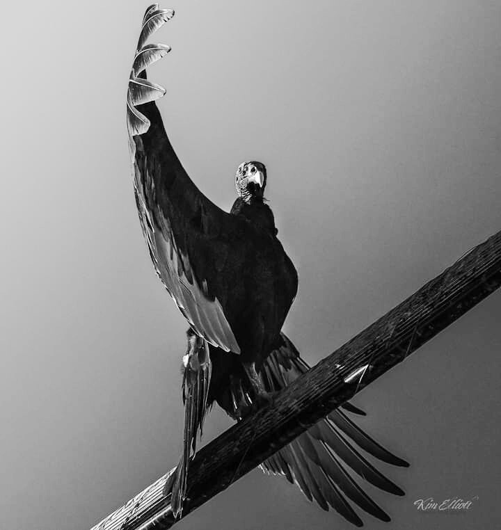 Arizona turkey vulture