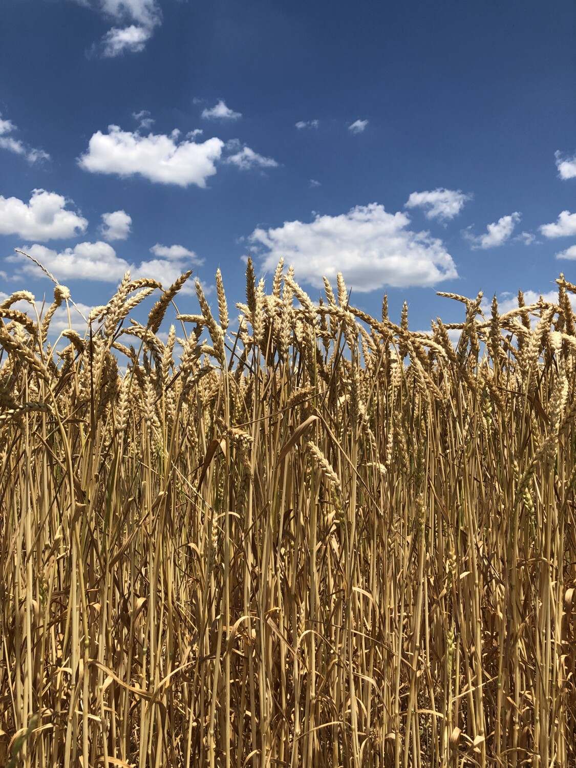 The Harvest is Ready