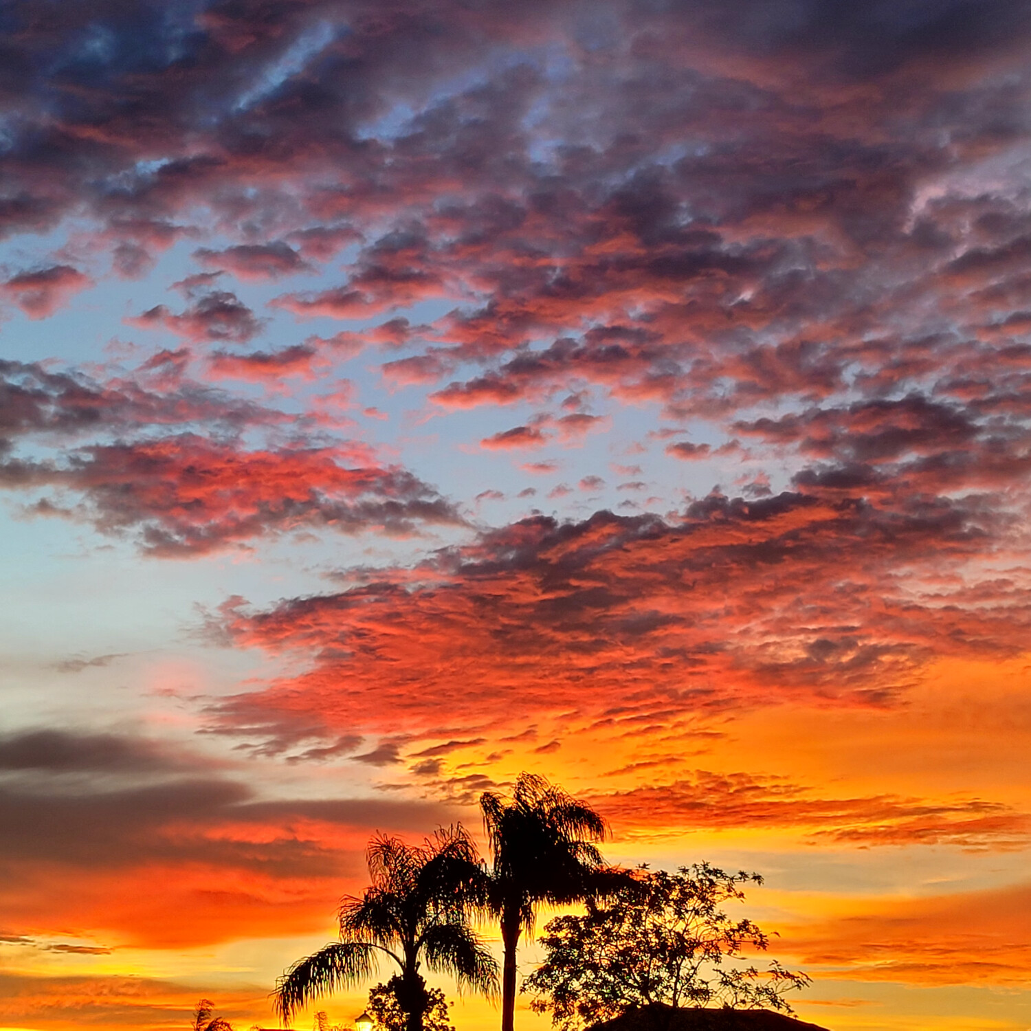 Palms sunset